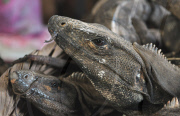 (4)NICARAGUA-FOOD CULTURE-LIZARDS