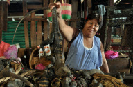 (1)NICARAGUA-FOOD CULTURE-LIZARDS