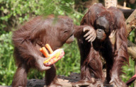 Orangutans battle for cake at Paignton Zoo, Britain - 28 May 2010