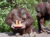 Orangutans battle for cake at Paignton Zoo, Britain - 28 May 2010