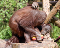 Orangutans battle for cake at Paignton Zoo, Britain - 28 May 2010