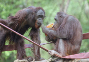 Orangutans battle for cake at Paignton Zoo, Britain - 28 May 2010