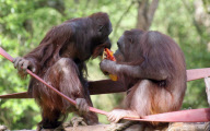 Orangutans battle for cake at Paignton Zoo, Britain - 28 May 2010