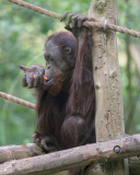 Orangutans battle for cake at Paignton Zoo, Britain - 28 May 2010