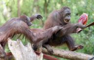 Orangutans battle for cake at Paignton Zoo, Britain - 28 May 2010