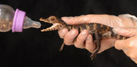 Baby crocodile is bottle-fed crickets, crabs and shellfish, Weymouth Sealife centre, Dorset, Britain - May 2010