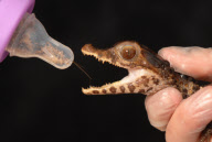 Baby crocodile is bottle-fed crickets, crabs and shellfish, Weymouth Sealife centre, Dorset, Britain - May 2010