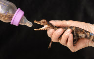 Baby crocodile is bottle-fed crickets, crabs and shellfish, Weymouth Sealife centre, Dorset, Britain - May 2010
