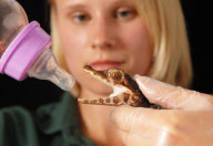 Baby crocodile is bottle-fed crickets, crabs and shellfish, Weymouth Sealife centre, Dorset, Britain - May 2010