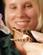 Baby crocodile is bottle-fed crickets, crabs and shellfish, Weymouth Sealife centre, Dorset, Britain - May 2010