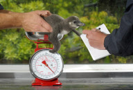 Baby penguin being handreared at Paultons Park, Romsey, Hampshire, Britain - 02 Jun 2010