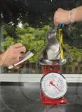 Baby penguin being handreared at Paultons Park, Romsey, Hampshire, Britain - 02 Jun 2010