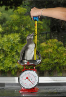 Baby penguin being handreared at Paultons Park, Romsey, Hampshire, Britain - 02 Jun 2010