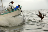 (2)U.S.-OIL SPILL-OILED BIRD-CAPTURE