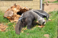 Baby Giant Anteater born at the Amazon World Zoo Park in Newchurch, Isle of Wight, Britain - 06 Jun 2010