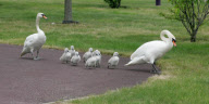 Swans and cygnets use a zebra crossing to reach pond, Bluewater, Greenhithe, Kent, Britain - 09 Jun 2010