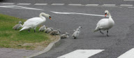 Swans and cygnets use a zebra crossing to reach pond, Bluewater, Greenhithe, Kent, Britain - 09 Jun 2010