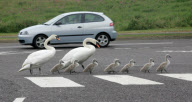 Swans and cygnets use a zebra crossing to reach pond, Bluewater, Greenhithe, Kent, Britain - 09 Jun 2010