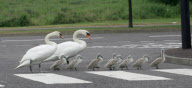 Swans and cygnets use a zebra crossing to reach pond, Bluewater, Greenhithe, Kent, Britain - 09 Jun 2010