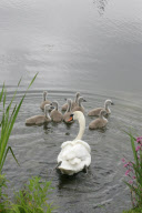 Swans and cygnets use a zebra crossing to reach pond, Bluewater, Greenhithe, Kent, Britain - 09 Jun 2010