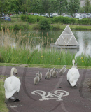 Swans and cygnets use a zebra crossing to reach pond, Bluewater, Greenhithe, Kent, Britain - 09 Jun 2010