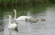 Swans and cygnets use a zebra crossing to reach pond, Bluewater, Greenhithe, Kent, Britain - 09 Jun 2010