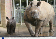 Baby elephant and rhino make their first public appearances at Whipsnade Wild Animal Park, Dunstable, Britain - 06 Feb 2007