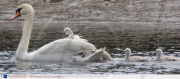 A family of swans drifting along the river Axe, Britain - 03 Jun 2008