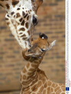 Rothschild giraffe calves at Woburn Safari Park, Britain - 29 Oct 2006