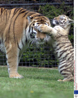 ANASTASIA, A RARE SIBERIAN TIGER CUB HAS BEEN BORN AT LINTON ZOO, CAMBRIDGESHIRE, BRITAIN - MAY 2003