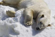 Polar Bear Plunge Snow Bear Building contest, San Diego Zoo, America - 05 Jun 2010