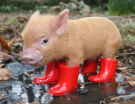 Micro pig wearing wellington boots, Pennywell Farm, Devon, Britain - Jun 2010