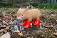 Micro pig wearing wellington boots, Pennywell Farm, Devon, Britain - Jun 2010