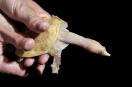 Chinese soft-shelled albino turtles adopted by Blue Reef Aquarium, Portsmouth, Britain - 10 Jun 2010