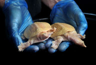 Chinese soft-shelled albino turtles adopted by Blue Reef Aquarium, Portsmouth, Britain - 10 Jun 2010