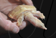 Chinese soft-shelled albino turtles adopted by Blue Reef Aquarium, Portsmouth, Britain - 10 Jun 2010
