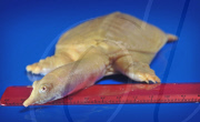 Chinese soft-shelled albino turtles adopted by Blue Reef Aquarium, Portsmouth, Britain - 10 Jun 2010