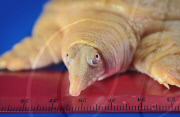 Chinese soft-shelled albino turtles adopted by Blue Reef Aquarium, Portsmouth, Britain - 10 Jun 2010