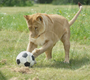 Football fever at Longleat Safari Park, Wiltshire, Britain - 09 Jun 2010