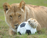 Football fever at Longleat Safari Park, Wiltshire, Britain - 09 Jun 2010