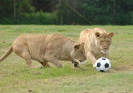 Football fever at Longleat Safari Park, Wiltshire, Britain - 09 Jun 2010