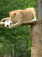 Football fever at Longleat Safari Park, Wiltshire, Britain - 09 Jun 2010
