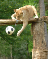 Football fever at Longleat Safari Park, Wiltshire, Britain - 09 Jun 2010