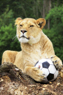 Football fever at Longleat Safari Park, Wiltshire, Britain - 09 Jun 2010
