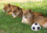 Football fever at Longleat Safari Park, Wiltshire, Britain - 09 Jun 2010