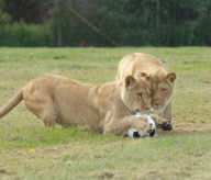 Football fever at Longleat Safari Park, Wiltshire, Britain - 09 Jun 2010