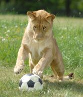 Football fever at Longleat Safari Park, Wiltshire, Britain - 09 Jun 2010