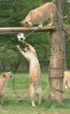 Football fever at Longleat Safari Park, Wiltshire, Britain - 09 Jun 2010