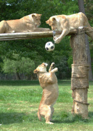 Football fever at Longleat Safari Park, Wiltshire, Britain - 09 Jun 2010
