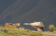 Jackal and vulture fight it out at Giant's Castle Nature Reserve, Kwazulu-Natal, South Africa - 20 May 2010